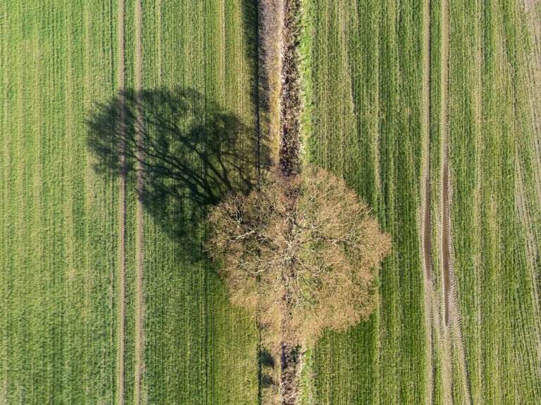 A drone image looking directly down onto a tree sitting in a field.