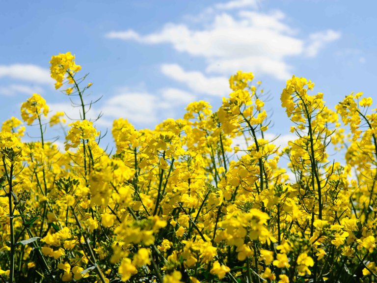 A photograph of vibrant yellow oil seed rape against a beautiful blue sky.
