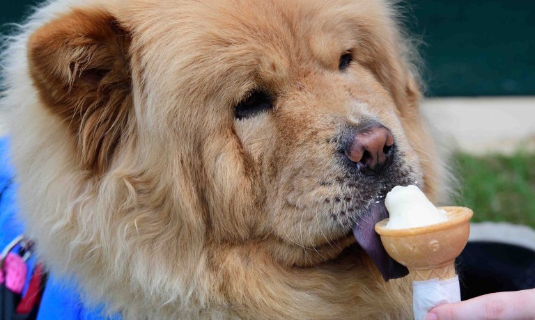 Chris Vaughan Photography - commercial images | A dog licks an ice cream outside the Lincolnshire Co-op stand at the Lincolnshire Show.